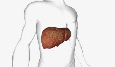 liver